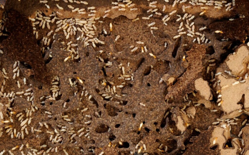 building and pest inspections can reveal termites in the wooden structure of your home