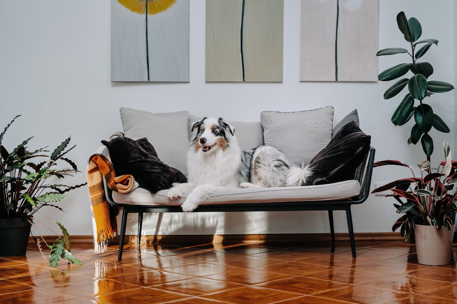 Australian dog sitting comfortably in lounge