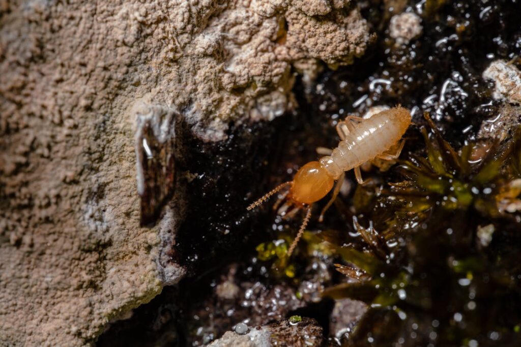 A termite with a white body and orange head found during a building and pest inspection