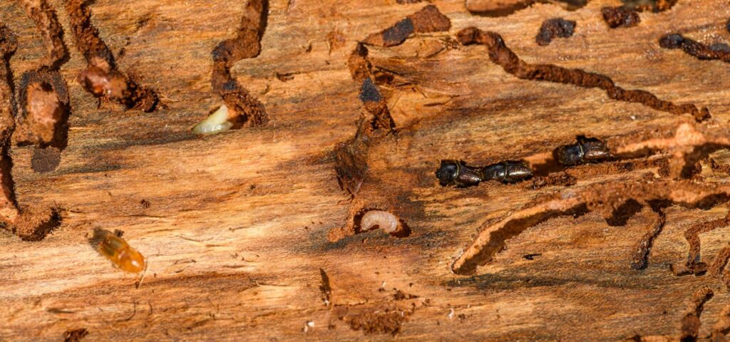 termites tunneling through wood, identified during a building and pest inspection