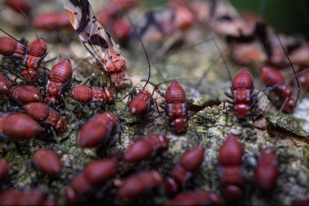 Termites eating a bug discovered outside the home during a building and pest inspection