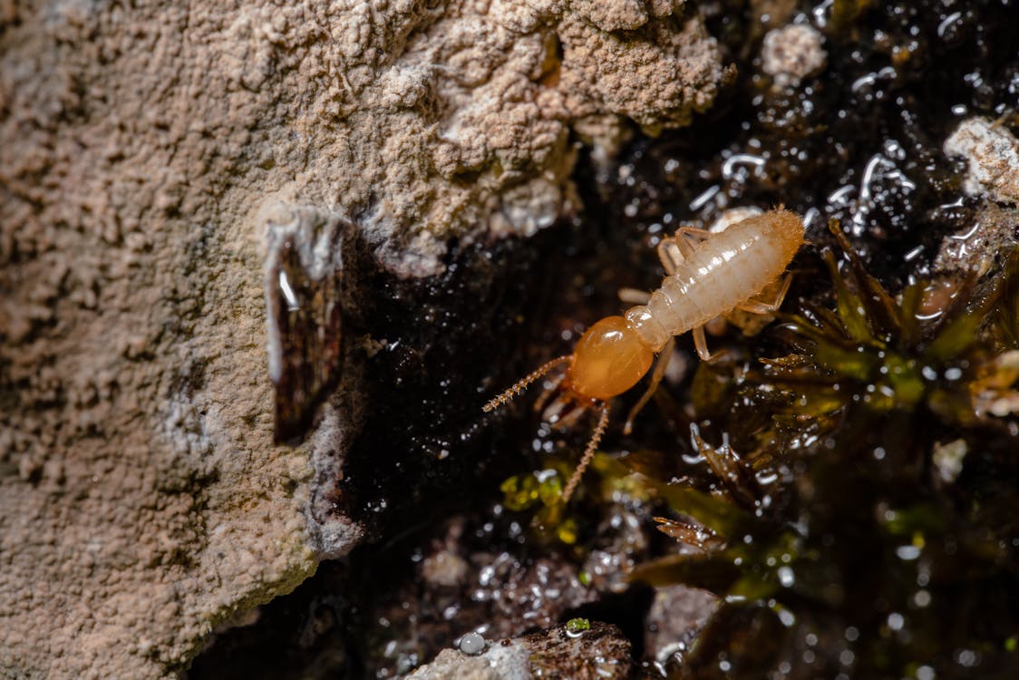 a termite with a white body that has been found during a building and pest inspection