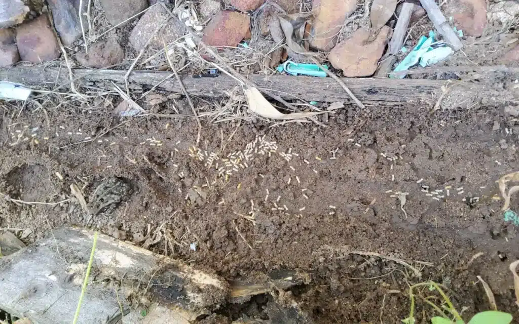 termites in soil beside timber in ground contact, Sunshine Coast inspection